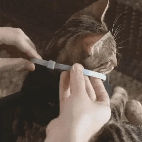 TickTok+ Collar