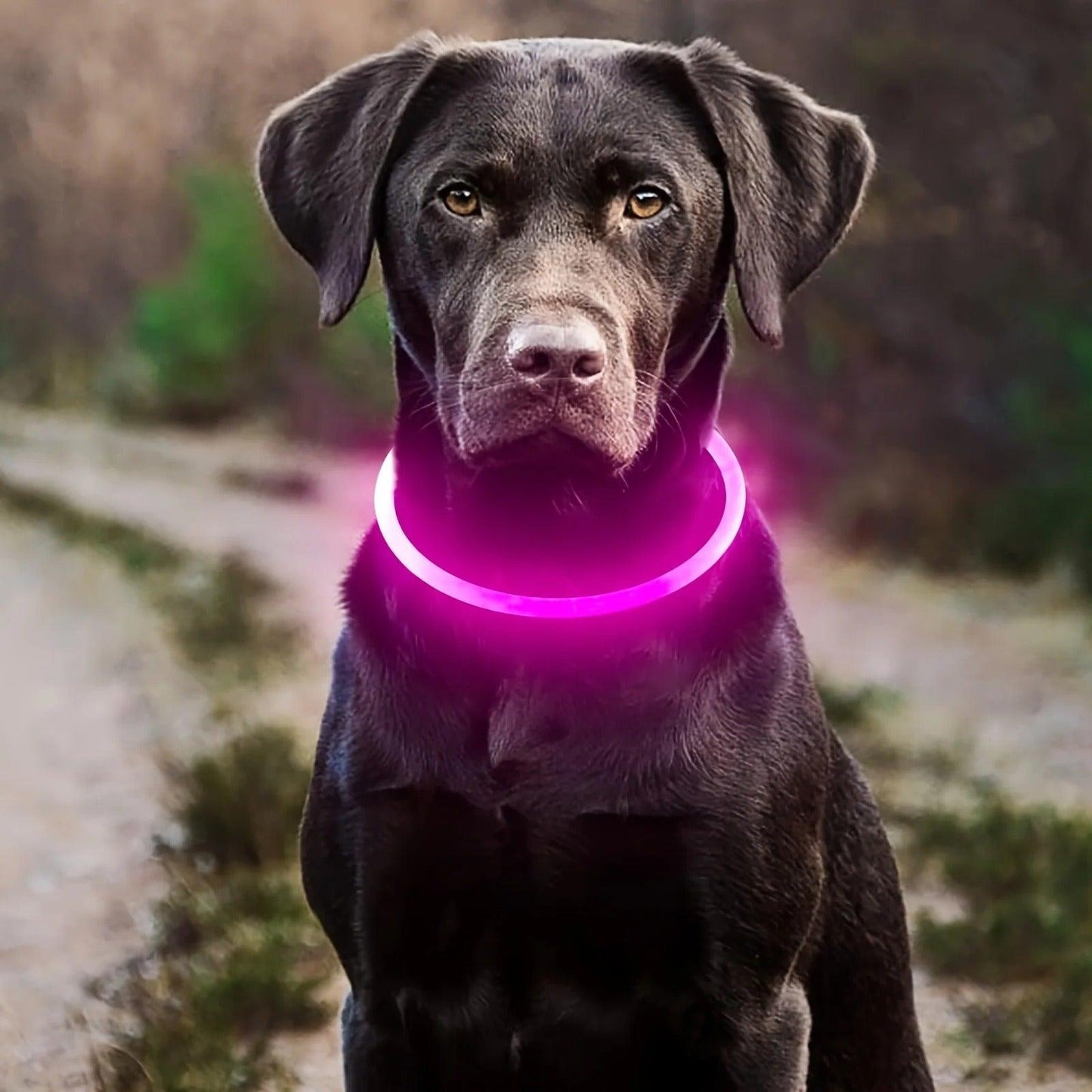 BrighPaw - Glowing Collar