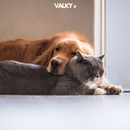 Calming Tools