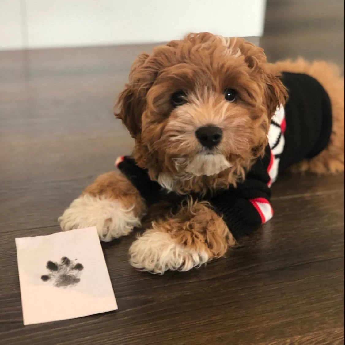 FurPrint - Paw Memory Pad