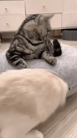 JoyRolls – Enrichment Balls (6 pieces)